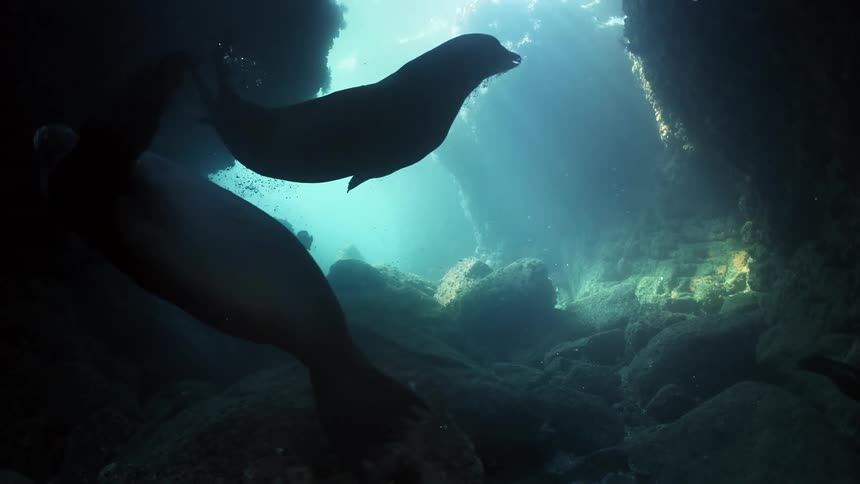 Two seals swim together in the underwater cave