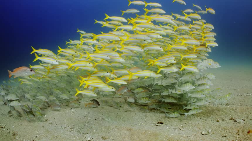 A school of yellow fish swims close together near the ocean floor