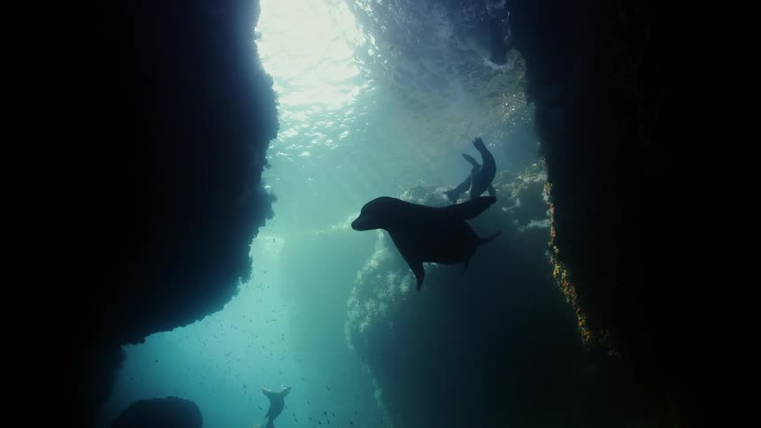 A massive shark is a formidable and powerful predator gliding through the vast and deep ocean waters with effortless ease