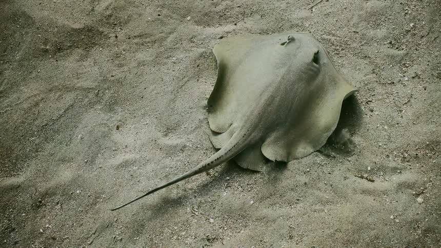 Close up view of a sting ray on the ocean floor is displayed