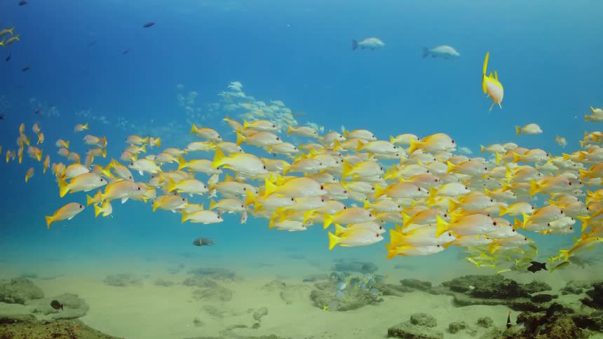 Yellow fish swim underwater