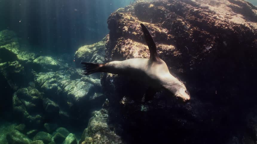 A sea lion swiims past coral reef in the ocean