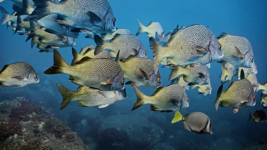 School of yellow fish swimming underwater near rocks