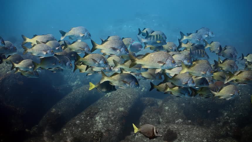 A group of fish are swimming in the ocean water