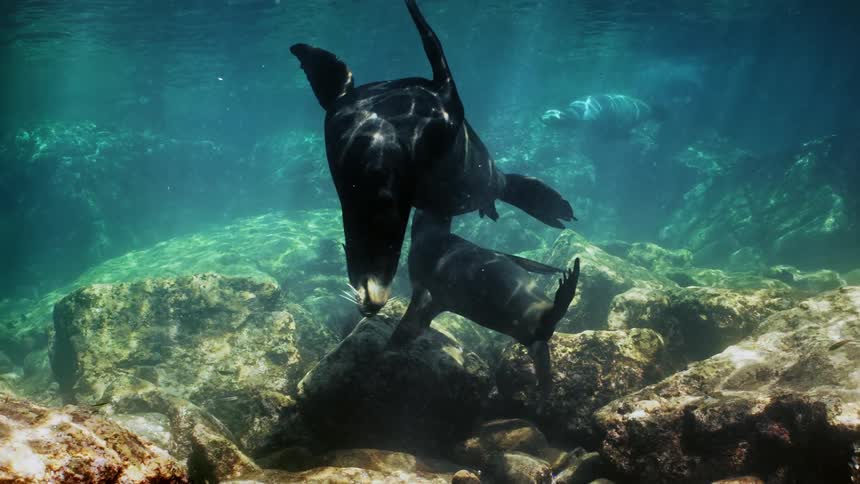 Two seals swim around together