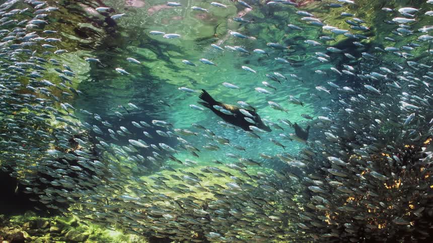 A group of fish swimming in ocean water