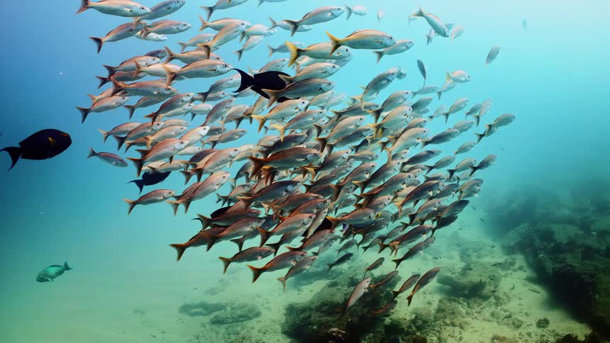 A small school of fish swim together near the coean floor