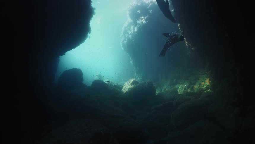 The seal swims by the cave opening