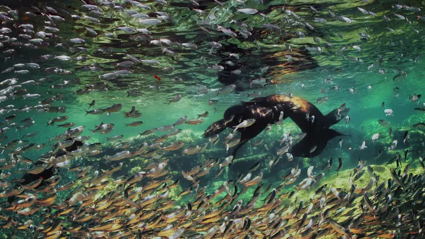 A group of fish are swimming in the ocean water