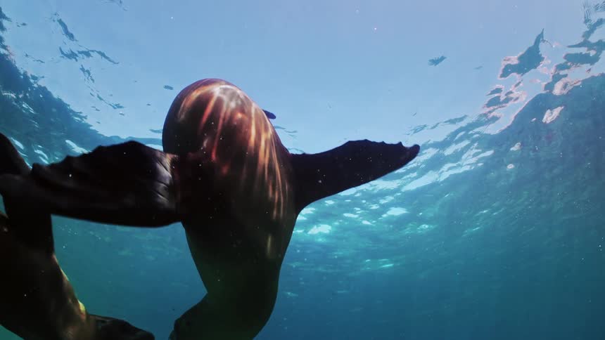 A sea lion spins around in the ocean