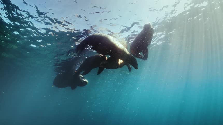 A group of sea lions are swimming towards the top of the ocean
