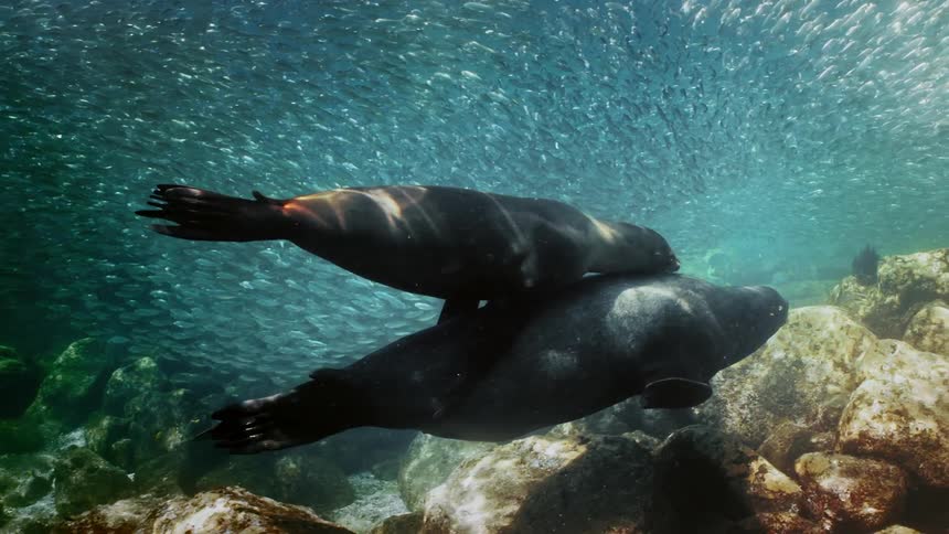 Two sea lions are swimming together in the ocean