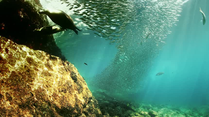 Fish are swimming in the ocean water during midday