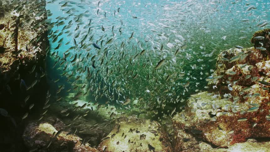 A large body of fish moving in a coordinated mesmerizing dance