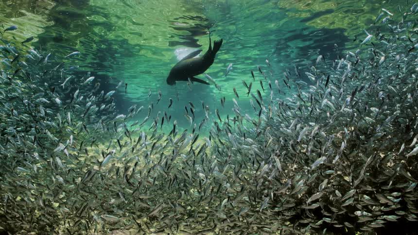 Large body of fish moving in an upward direction