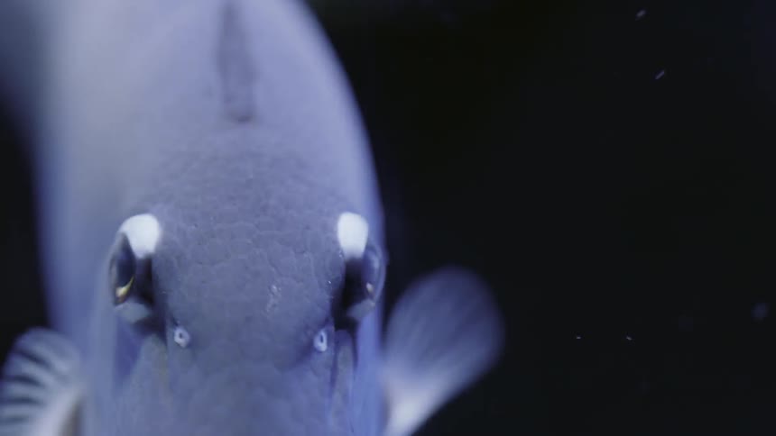 Some fish swimming around