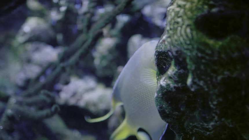 A fish is swimming around some rocks