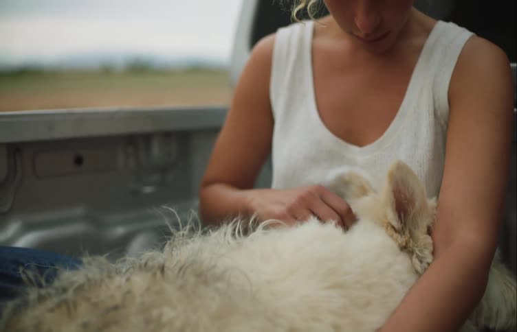 Woman rubs the body of her injured dog while riding on the back of a pickup truck through the countryside