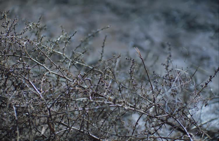 Snow is seen falling over barren plants