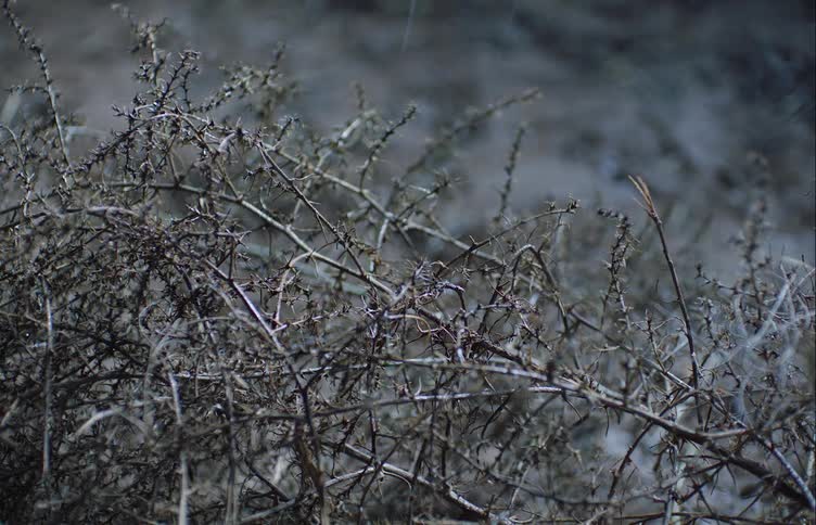 Droplets of water are sprinkled upon a dried up plant outdoors