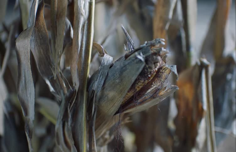 An ear of corn protrudes from its stalk that is swaying in the breeze