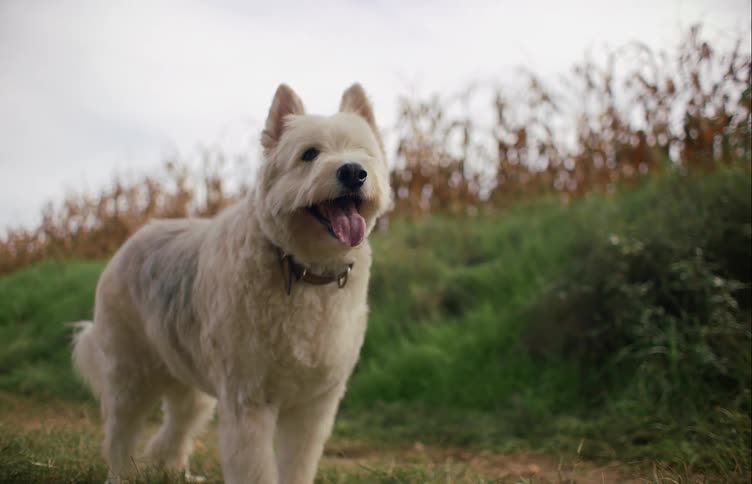White dog walks along dirt track near cornfield