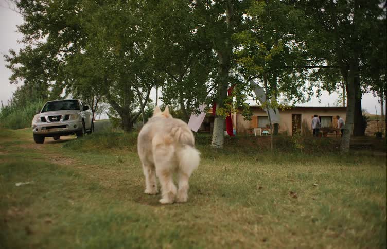 A dog walks towards a vehicle parked outside a home in a rural area as people walk in to the house