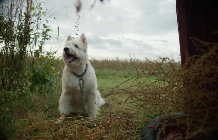 A dog sits and waits to catch a treat