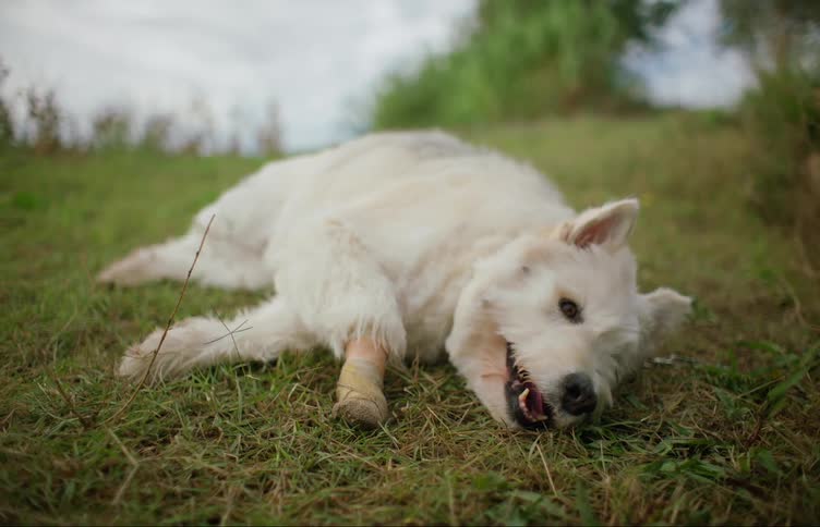 White dog with bandaged leg lies panting on its side on grass
