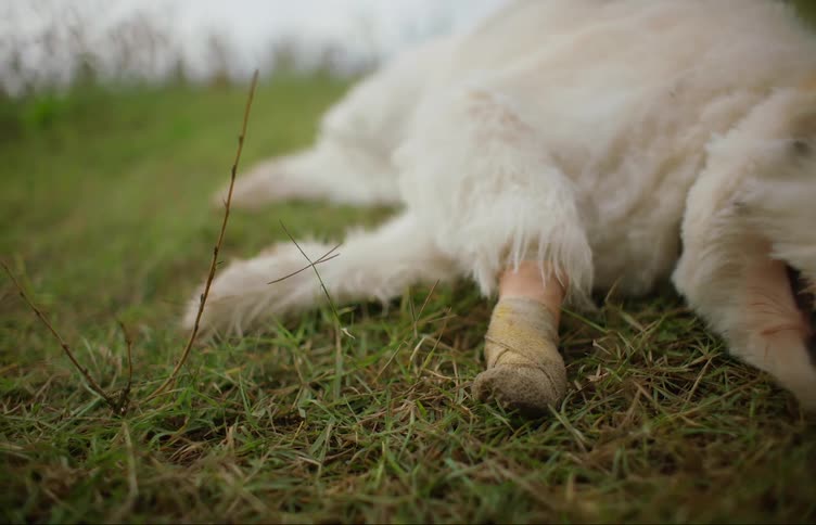 An animal with a bandaged up leg lies in a field