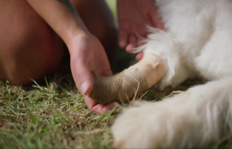 A dog with a bandaged pay sits happily as it is pet and rubbed by its owner