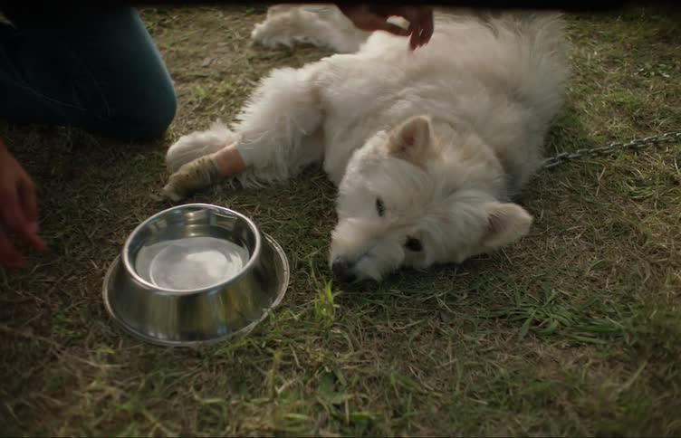 Woman carries pets water bowl over to sick dog lying on its side with a bandaged leg