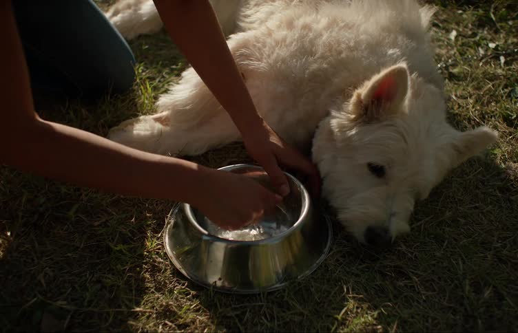 Nervous woman runs near a farm field to help an injured dog