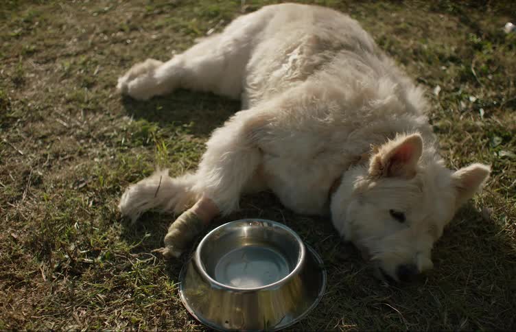 A dog breathes heavily while lying on its side in the backyard