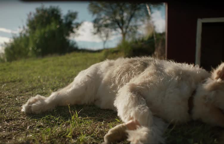 Injured bandaged dog lies on its side on ground near dog house panting