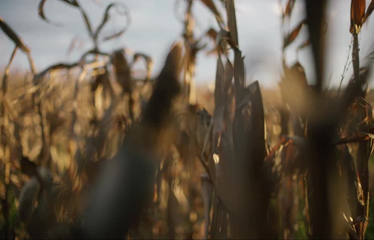 A single ear of corn is focused upon by the camera in a larger cornfield