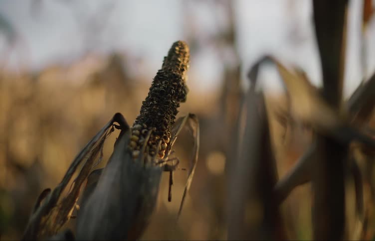 A diseased corn stalk are shown closeup