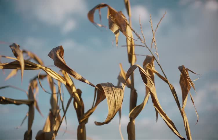 Close up of dried corn husks against the blue sky