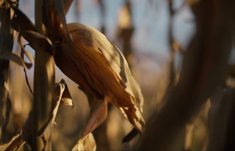 Corn on plant in field of corn sways slightly in breeze