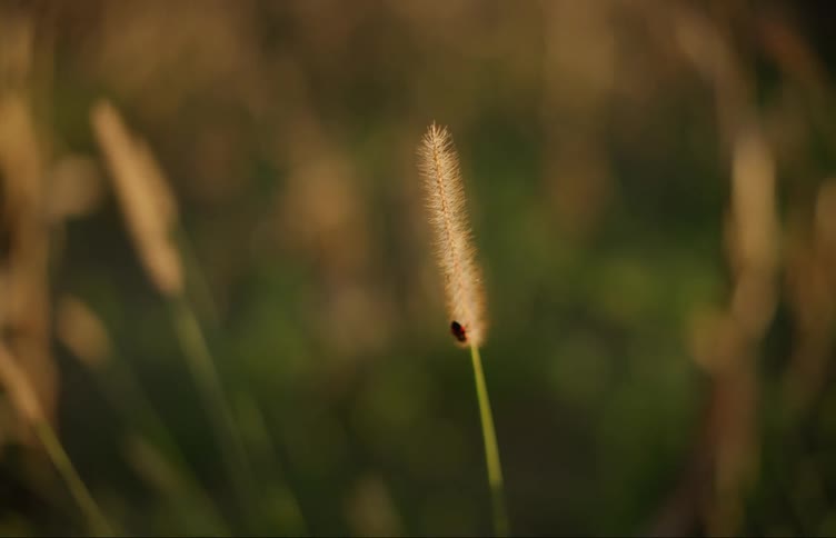 A bug is crawling down a plant stem