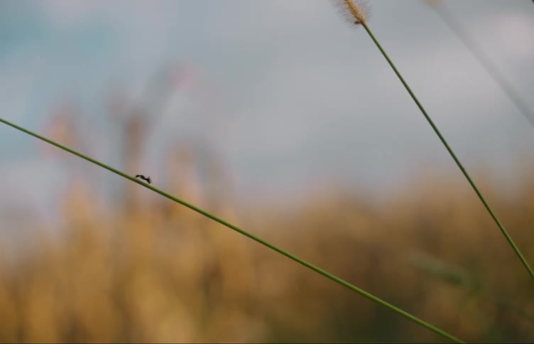 An ant climbs up the stem of a reed