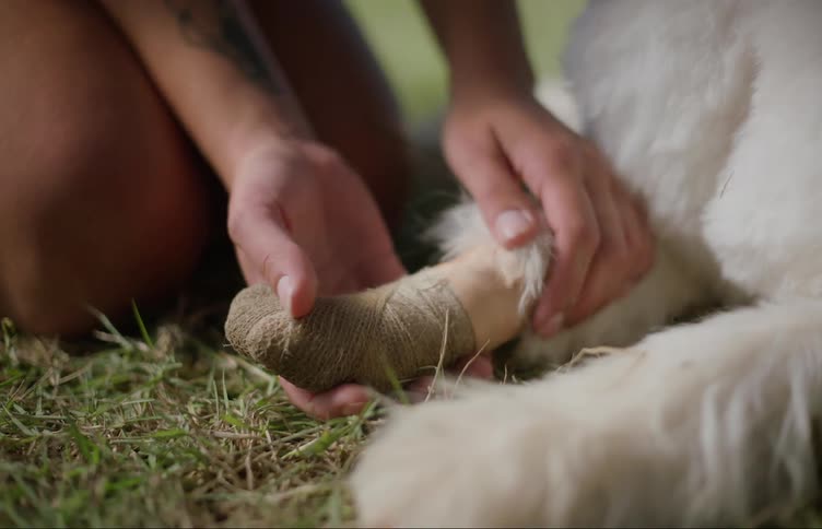 Woman carefully rubs the injured leg of her dog