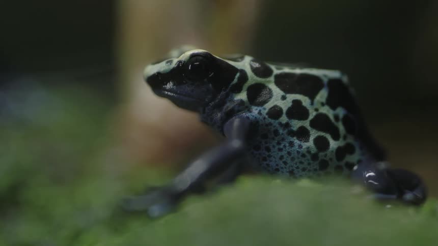 A frog is sitting on some grass