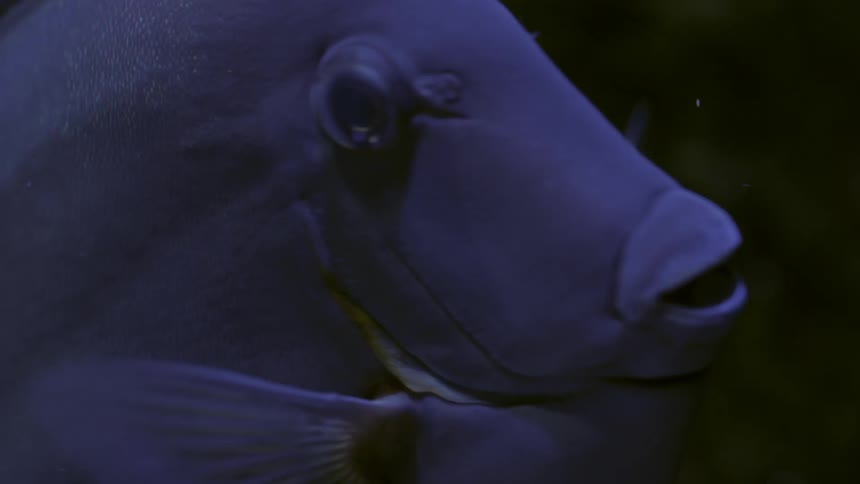 Close-up of a saltwater fish