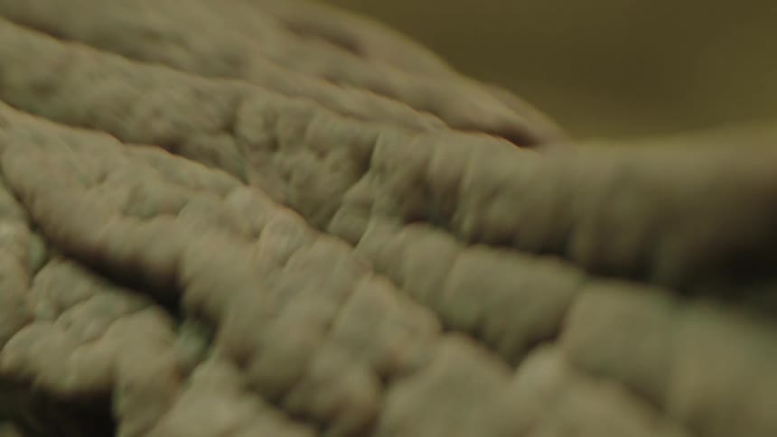 Extreme close-up of  fishes dorsal fin