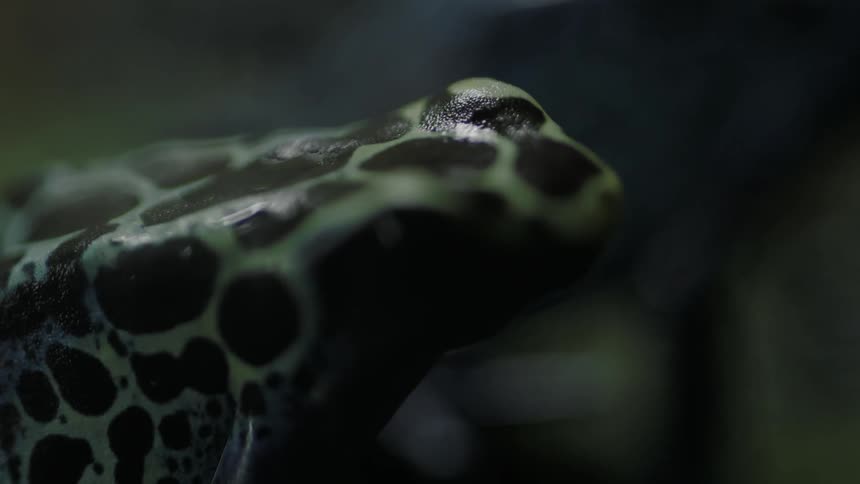 A frog is sitting still in the grass