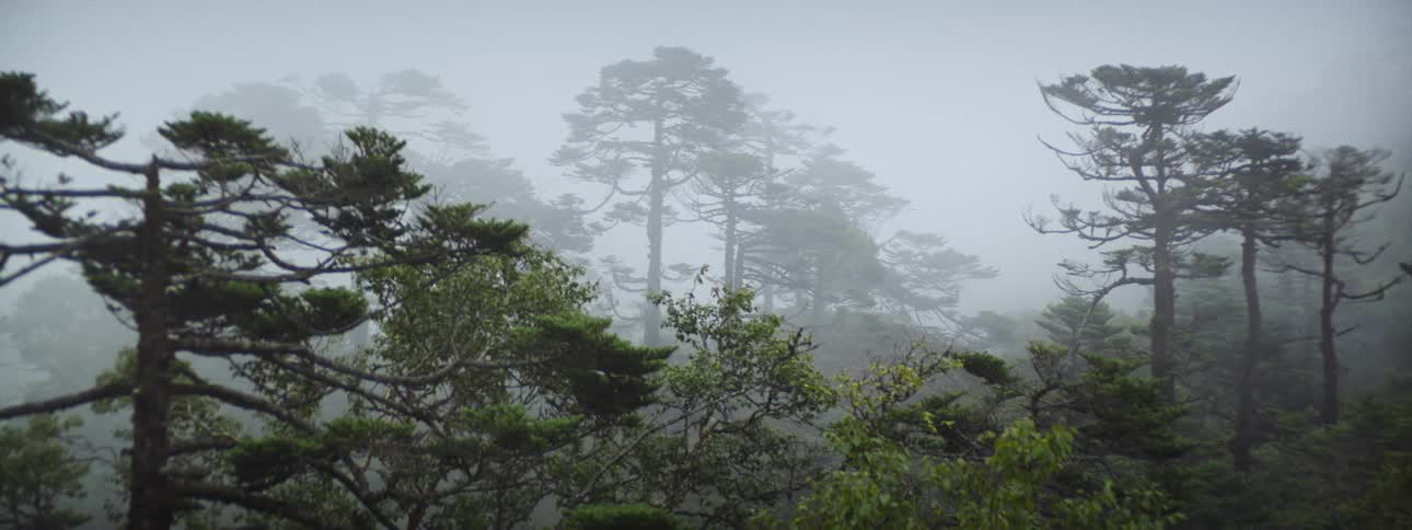 Landscape of forest in fog