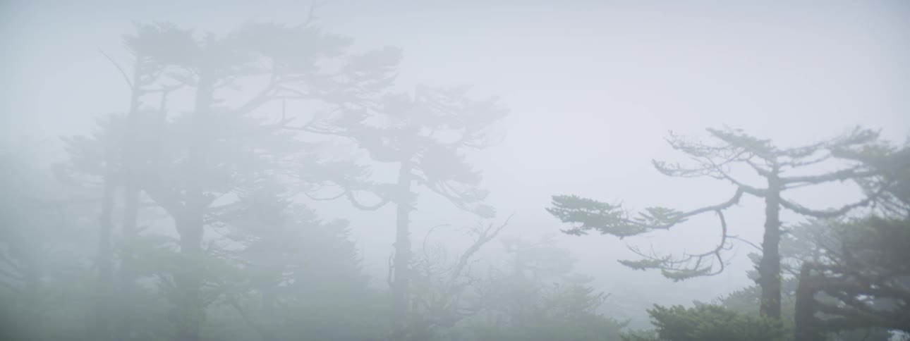 Pines trees in a forest as a dense fog lays across the trees