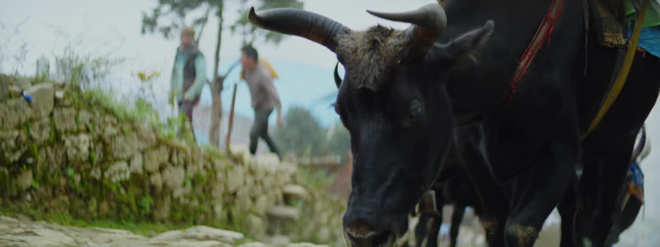 Herd of Cows Moving with Observing Men on Hillside