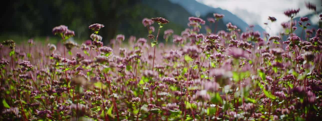 Purple flowers in the field on a sunny day